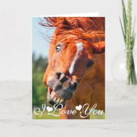Lächelndes Pferd Fotografie I Liebe Sie