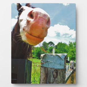 Lächelndes Pferd Fotoplatte