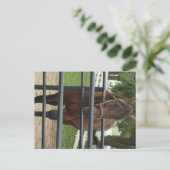 lächelndes Pferd Postkarte (Stehend Vorderseite)