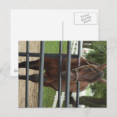 lächelndes Pferd Postkarte (Vorne/Hinten)