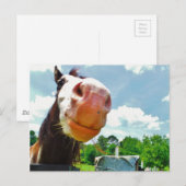 Lächelndes Pferd Postkarte (Vorne/Hinten)