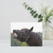 lächelndes Pferd Postkarte (Stehend Vorderseite)