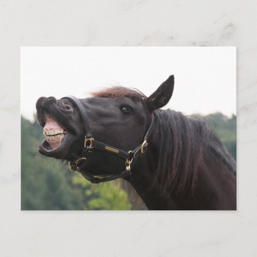 lächelndes Pferd Postkarte (Vorderseite)