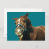 Lächelndes Pferd Postkarte (Vorne/Hinten)
