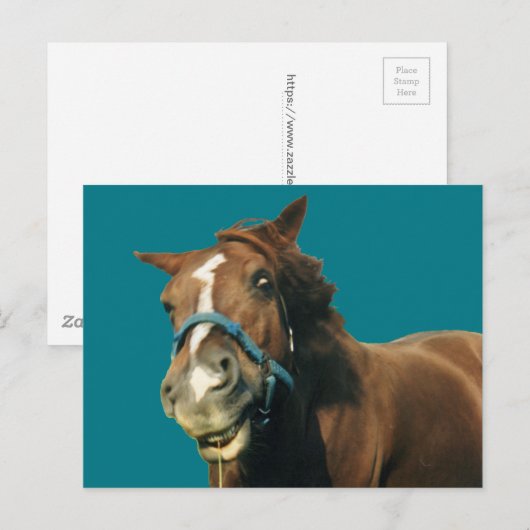 Lächelndes Pferd Postkarte (Vorne/Hinten)