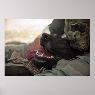 Lächelndes Schäferhund-Militär verfolgt Poster