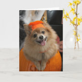 Lachen Foxy Spitz Welpe in KürbisHalloween Karte (Gelbe Blume)