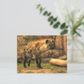 Lachen Hyena (Ver. 2.0):Postkarte Postkarte (Stehend Vorderseite)