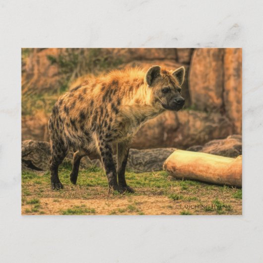 Lachen Hyena (Ver. 2.0):Postkarte Postkarte (Vorderseite)