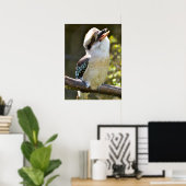 Lachen Kookaburra auf der Zweigstelle Postcard Squ Poster (Heimbüro)