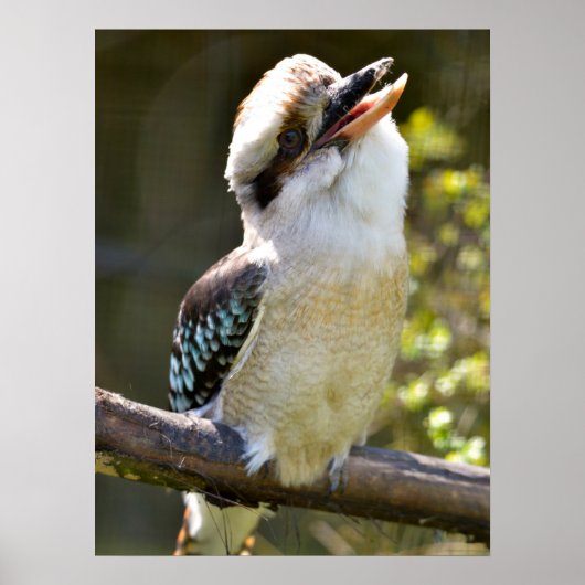 Lachen Kookaburra auf der Zweigstelle Postcard Squ Poster (Vorne)