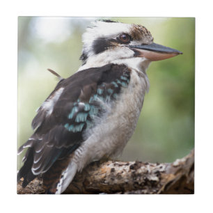 Lachen Kookaburra auf Fraser Island Australien Fliese