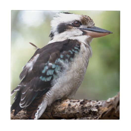 Lachen Kookaburra auf Fraser Island Australien Fliese (Vorderseite)