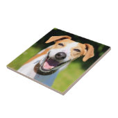 Lachender Hund Getty Bild-| Fliese (Seite)