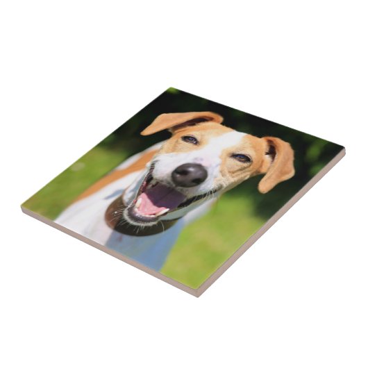 Lachender Hund Getty Bild-| Fliese (Seite)