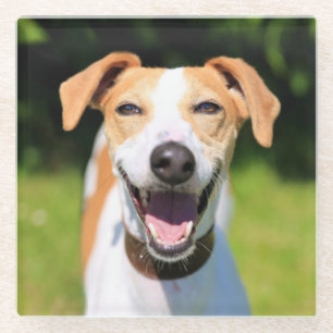 Lachender Hund Getty Bild-  Glasuntersetzer