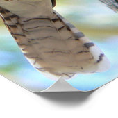 Lachender Kookaburra auf einem Eukalyptusbaum Poster (Ecke)