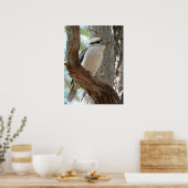 Lachender Kookaburra auf einem Eukalyptusbaum Poster (Küche)