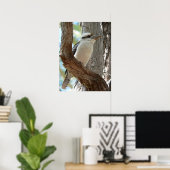 Lachender Kookaburra auf einem Eukalyptusbaum Poster (Heimbüro)