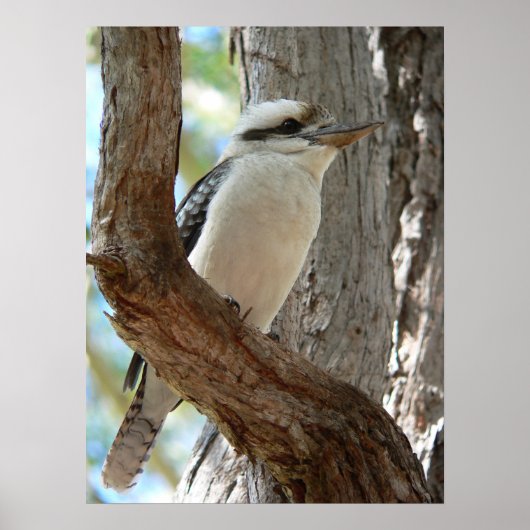 Lachender Kookaburra auf einem Eukalyptusbaum Poster (Vorne)