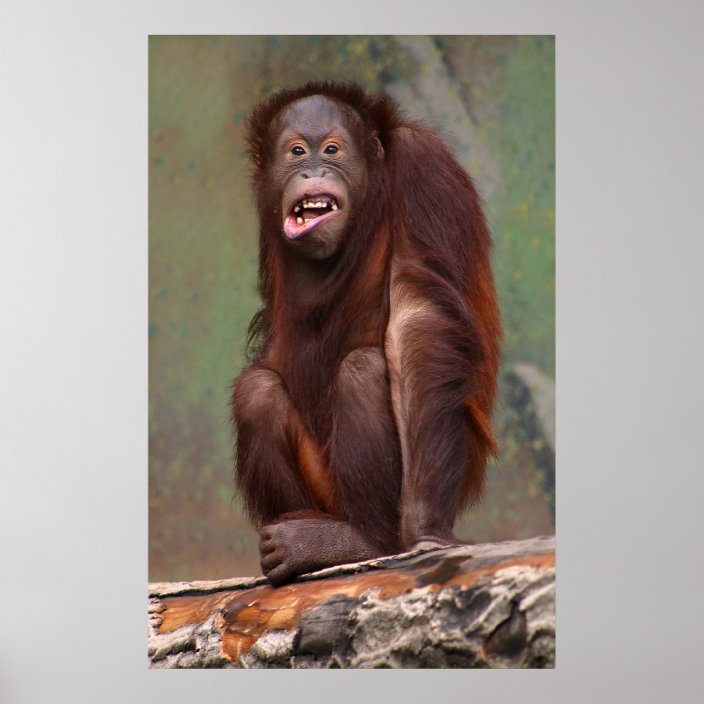 Lachender Orang  Utan  Poster  Zazzle de