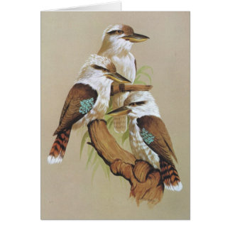Lachendes Kookaburra - Dacelo gigas