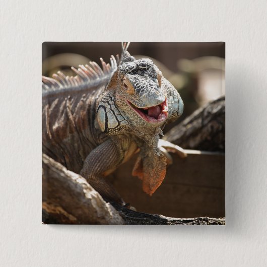Lachendes Leguan-Foto Button (Vorderseite)