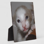 Lächerlich niedliches Babykitt Fotoplatte (Seite)