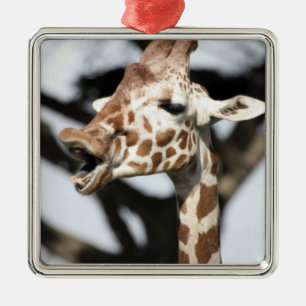 Lachhaft gesichtige Netz-Giraffe, San Francisco Silbernes Ornament