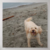 lachingchuck2 poster (Vorne)