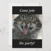 Lachkatze (Vorderseite)