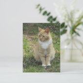 Lachkatze Postkarte (Stehend Vorderseite)