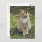 Lachkatze Postkarte (Vorne/Hinten)