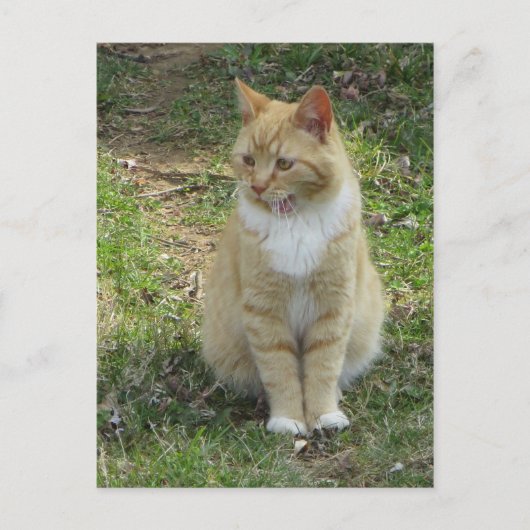 Lachkatze Postkarte (Vorderseite)