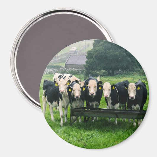 Lächle bitte! Niedliche Kühe Magnet (Vorderseite/Rückseite)