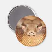 Lachs Boa Magnet (Vorderseite/Rückseite)