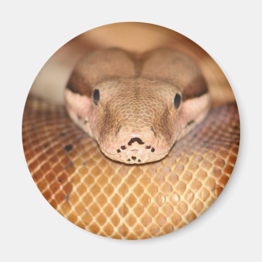 Lachs Boa Magnet (Vorne)