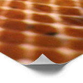 Lachs Boa Poster (Ecke)