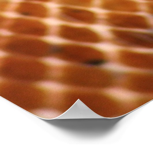 Lachs Boa Poster (Ecke)