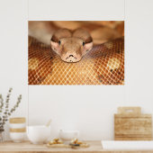 Lachs Boa Poster (Küche)