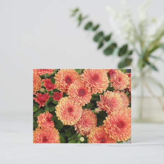 Lachs Colored Mums Postkarte (Stehend Vorderseite)