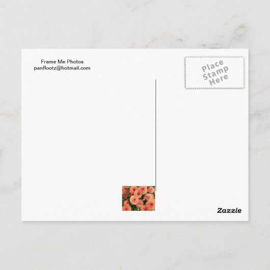 Lachs Colored Mums Postkarte (Rückseite)