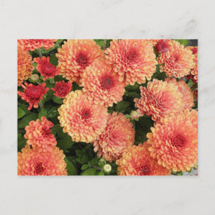 Lachs Colored Mums Postkarte