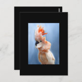 Lachs Crested Cockatoo ACEO Art Trading Card Postkarte (Vorne/Hinten)