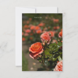 Lachs Farbige Rose Mitteilungskarte