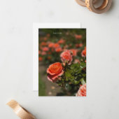 Lachs Farbige Rose Mitteilungskarte (Vorderseite/Rückseite Beispiel)