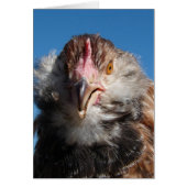 Lachs Faverolle Pullet (Vorne)