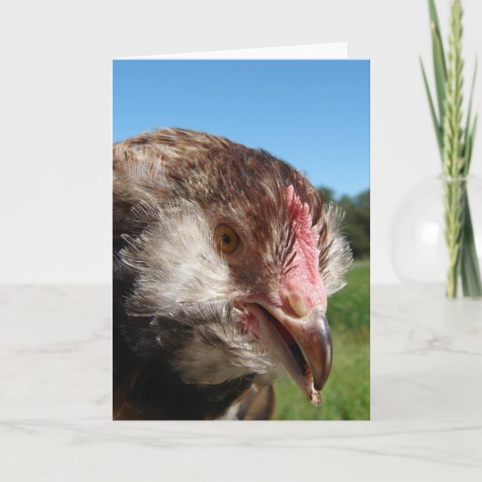 Lachs Faverolle Pullet Karte (Vorderseite)