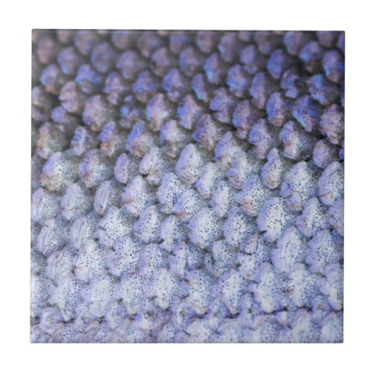 Lachs Fliese (Vorderseite)