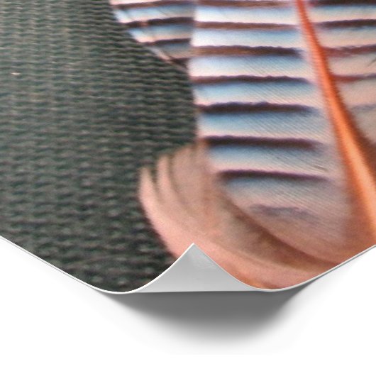 Lachs Fly "The Popham" Poster (Ecke)